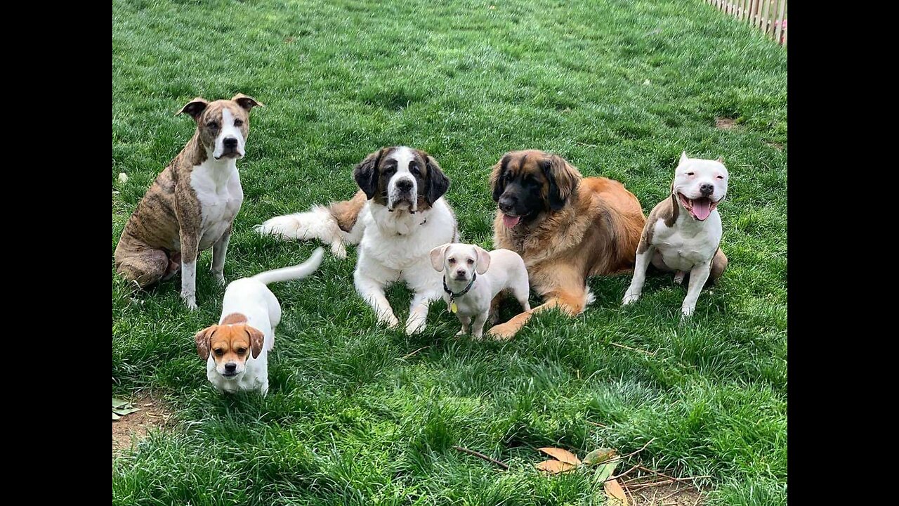 Training For Dogs Who Chase Squirrels, Cats, Rabbits, and Prey!