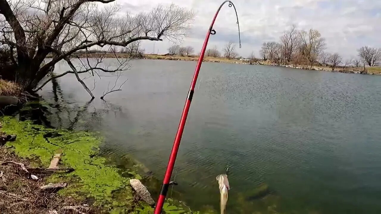 Caught 21 Largemouth In My Pond