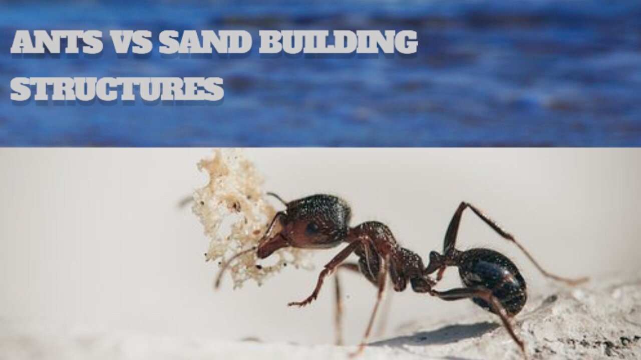 Ants vs Sand Building Structures in the Desert