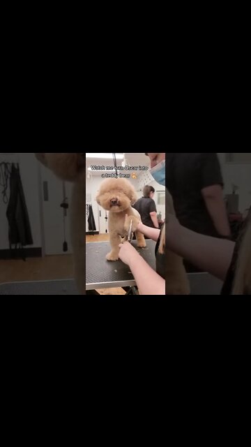 TURNING MY DOG OSCAR INTO A TEDDY BEAR...#bichon#poodle