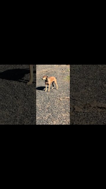 Cute Little English Staffy Cross