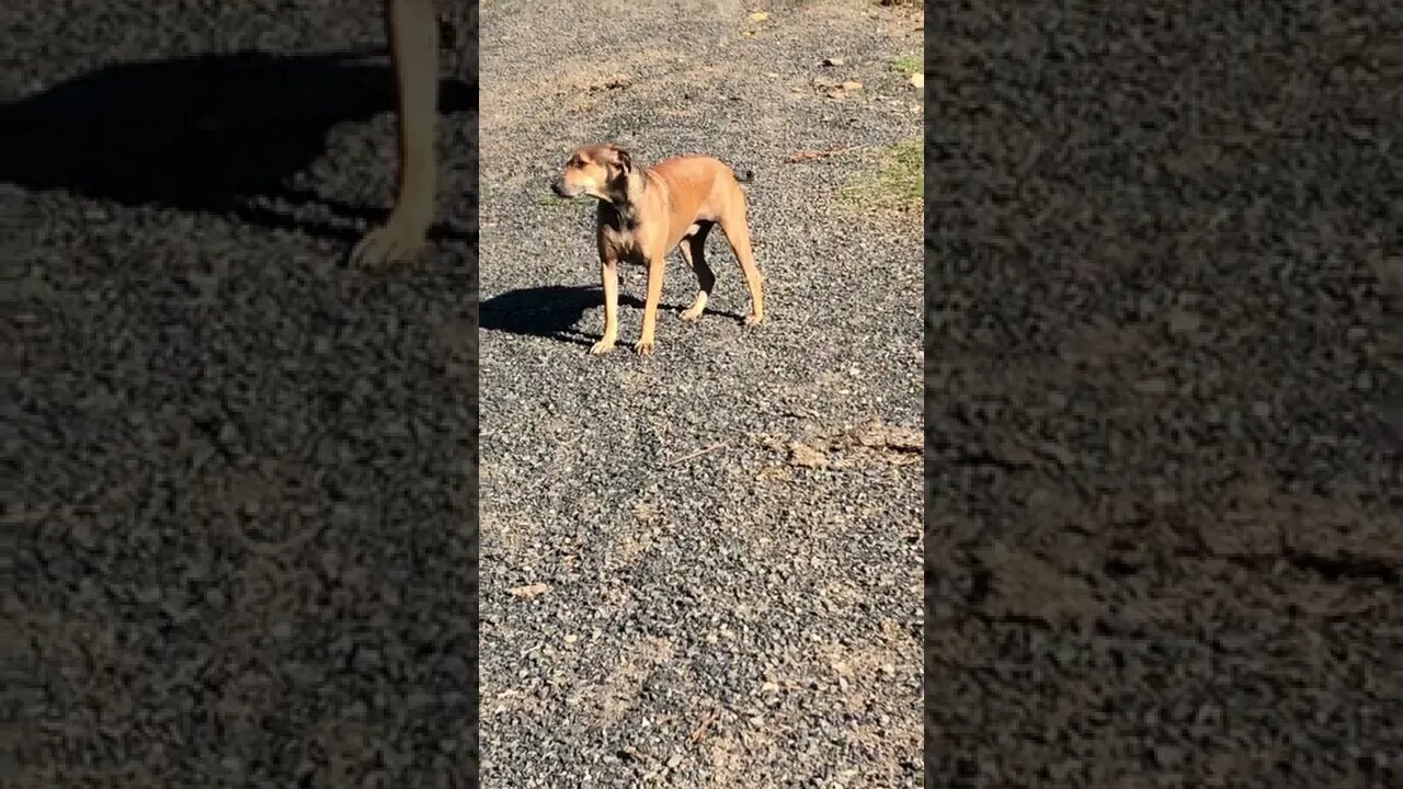 Cute Little English Staffy Cross