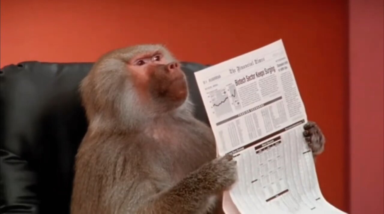 The cutest and funniest monkey videos on the web