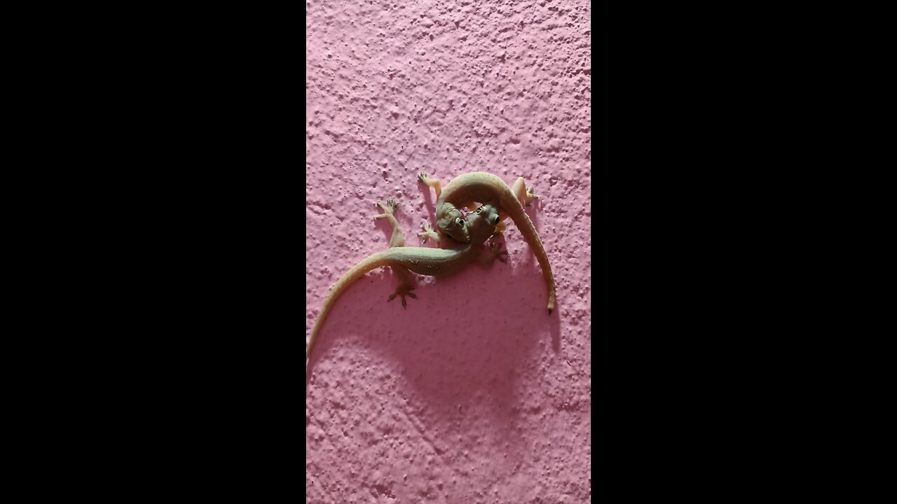 Funny lizard fight