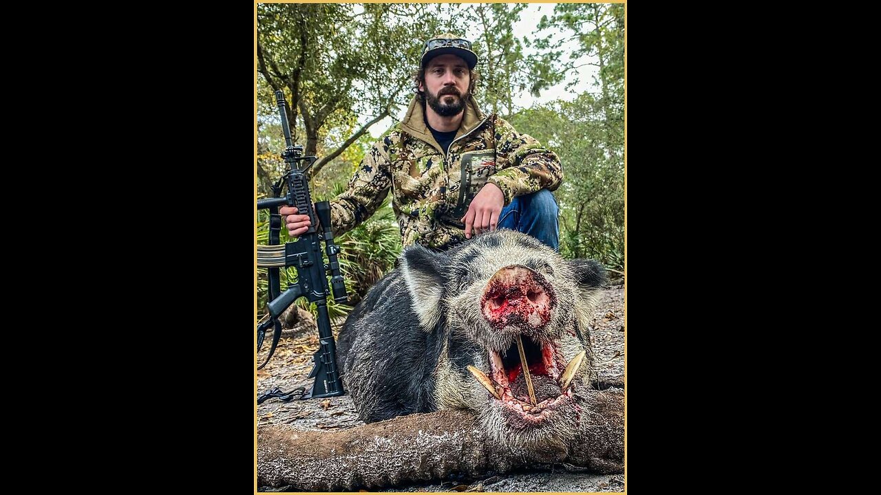 Hog hunting