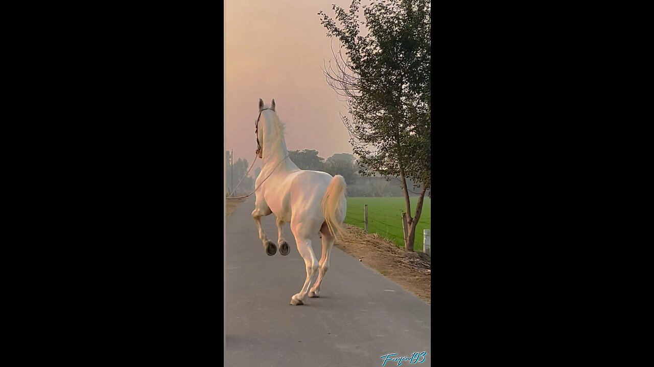 Horse walking