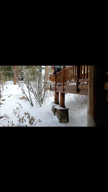 Ares Jack Russell Terrier snow jump challenge