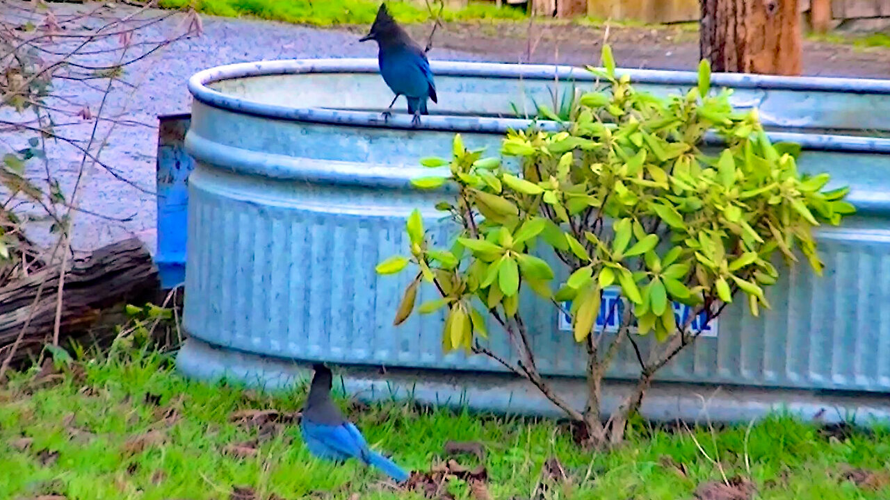 IECV NV #741 - 👀 Two Stellar Jay's In The Backyard 1-4-2019