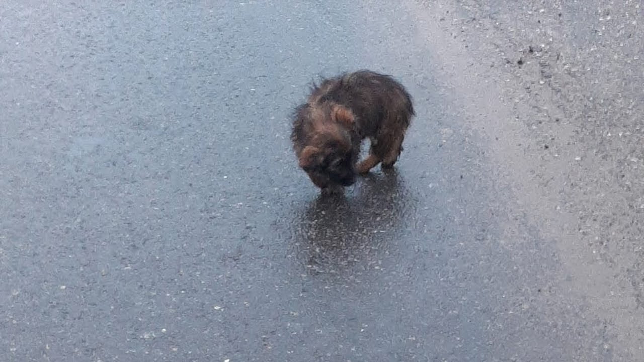Animal Rescue: He Was Reeling, Scared Trying to Find a Way Out Among The Traffic