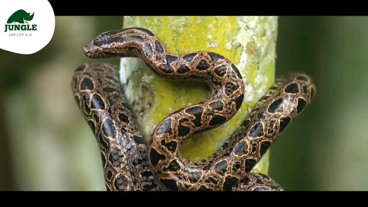 Amazing animal moment || wildlife || animal planets || animal city || By Animal city planets A.K