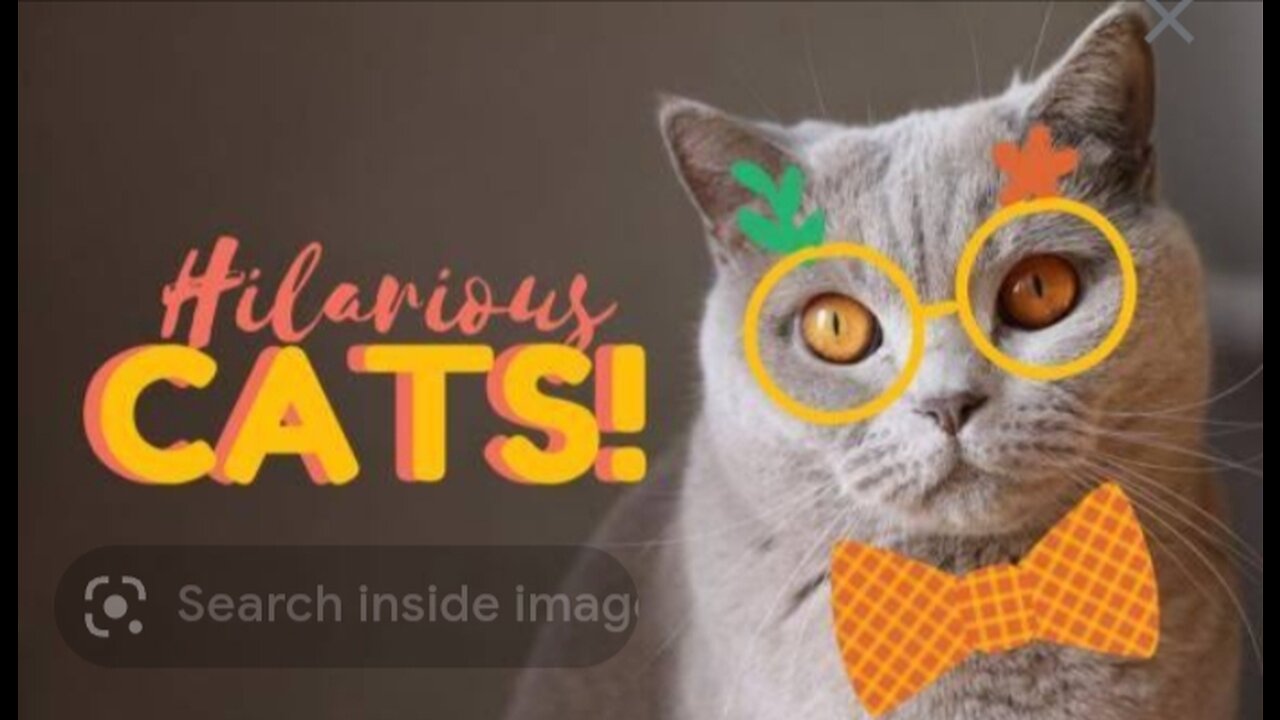 Cute cat