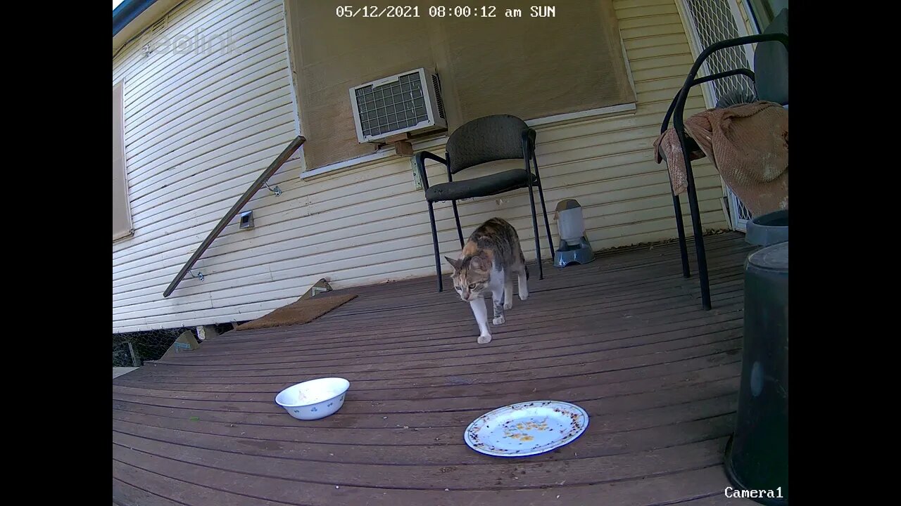 Stray Multi close up