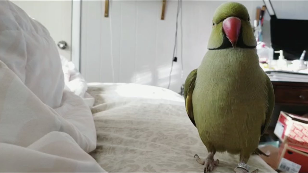 this how bullet says good morning!