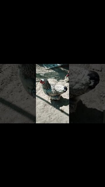 This is one of our oldest hens