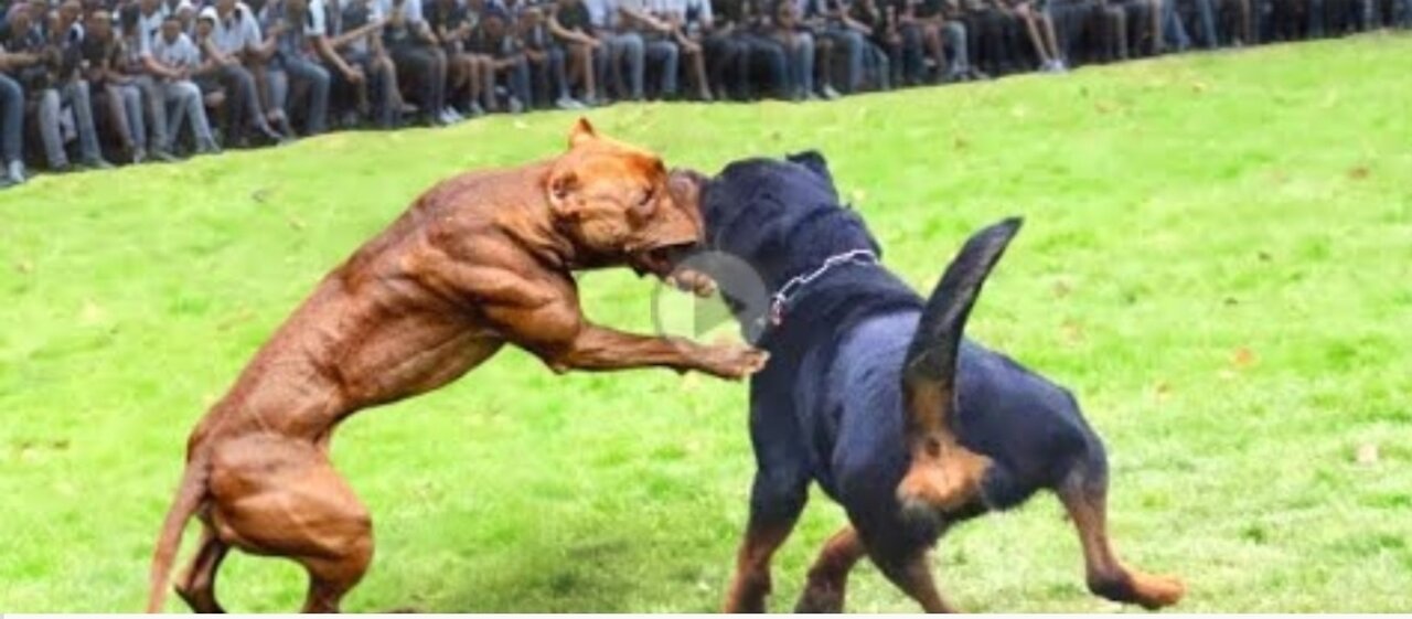 Rottweiler vs Pitbull Terrier Dog - Pitbull vs Rottweiler Real Fight