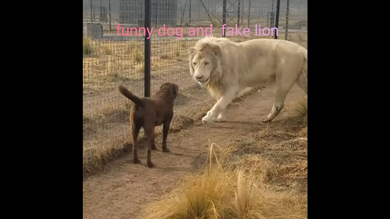 Funny dog& fake lion, animal love