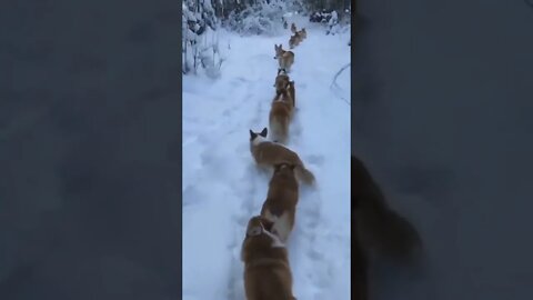 all aboard the corgi train | LuxubuFamily #shorts #corgi #train #Tiktok