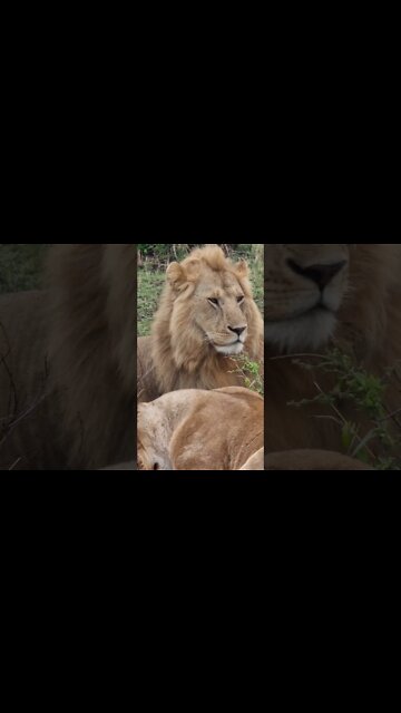 Maasai Mara Sightings Today 17/09/21 (Lions, Serval, Hippo, etc) | Zebra Plains | #shorts