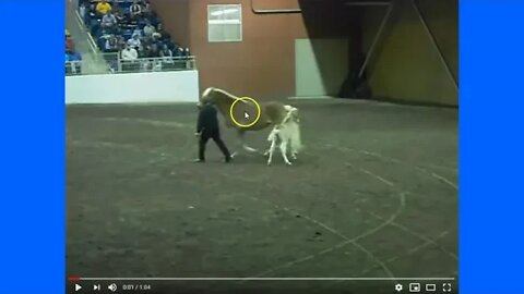 Cute Video Of New Born Foal Running & Playing With Mom - Horse & Herd Behavior