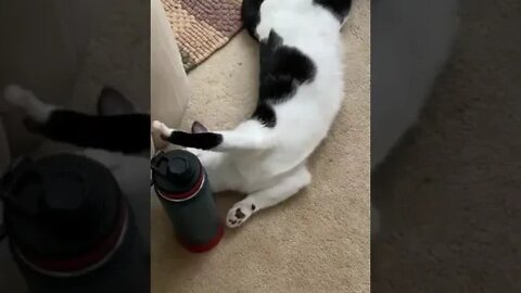 Cute Cats 😺