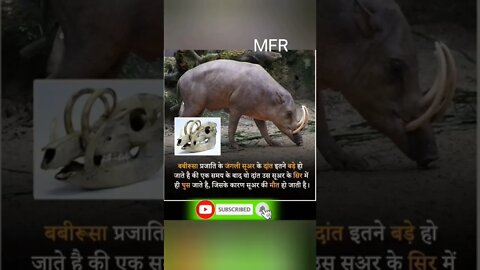 Amazing Facts by MFR