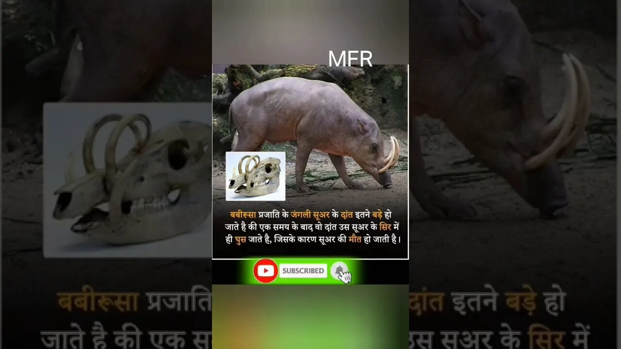 Amazing Facts by MFR