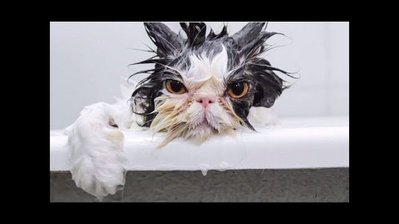 Scared Cat Hate Falling In The Water 😂😂😂Funny Cat Video