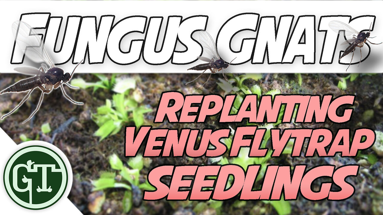 Replanting Baby Venus Flytraps & Killing Fungus Gnats