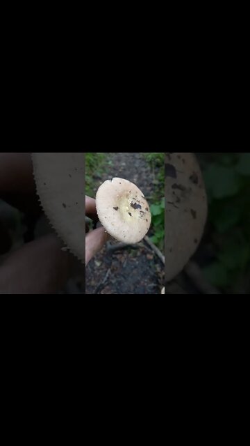 PLEASE HELP IDENTIFY MY FUNGI#shorts
