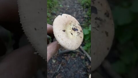 PLEASE HELP IDENTIFY MY FUNGI#shorts