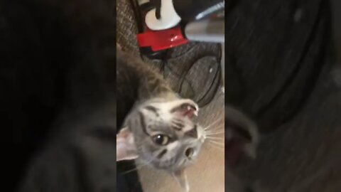 This cat won’t stop meowing