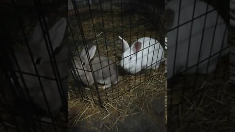 Anybody have a holy hand grenade?