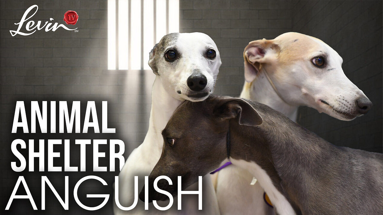 Animal Shelter Anguish