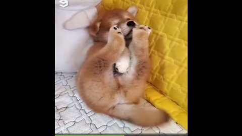 cute baby doge shiba