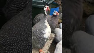 Male guinea fowl call