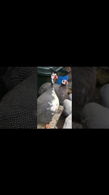 Male guinea fowl call