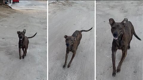 Neighborhood dog happy to see me