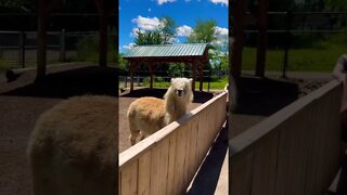 Alpacas have cool hair