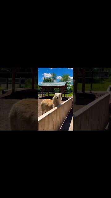 Alpacas have cool hair