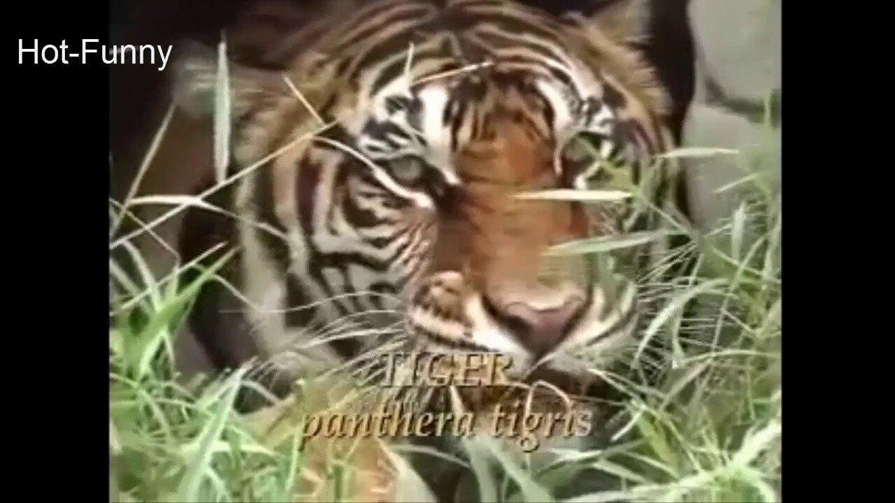 Tiger Vs Lion - lion vs tiger - tiger vs lion fight - amazing and exclusive