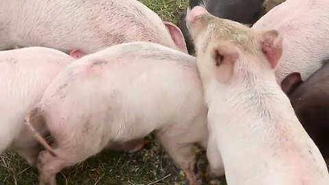 Funny cute little piglets at an animal farm75