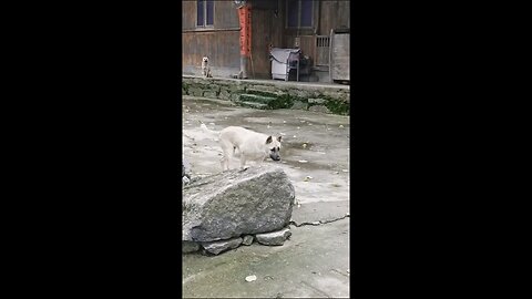 डांस