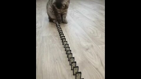 try not laugh 😂 cute cat 😺