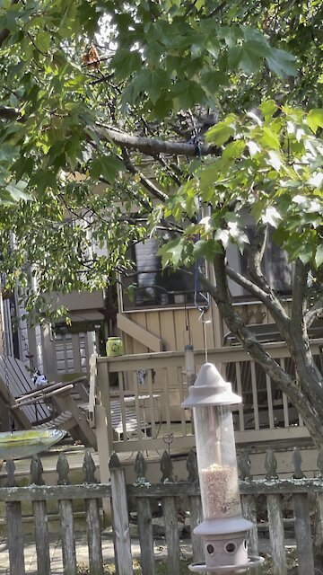 Mommy Bluebird feeding baby bluebird