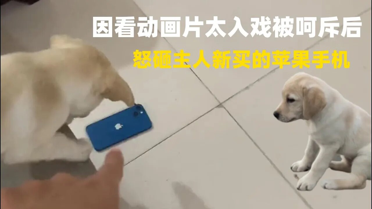 这只狗,因看动画片太入戏被呵斥后,怒砸主人新买的苹果手机