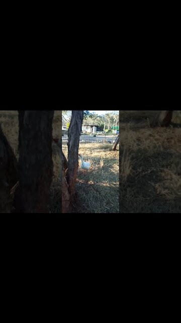 Ducklings have gone to bed for the night and the Geese are chasing everyone away