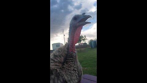 Turkeys are Strange