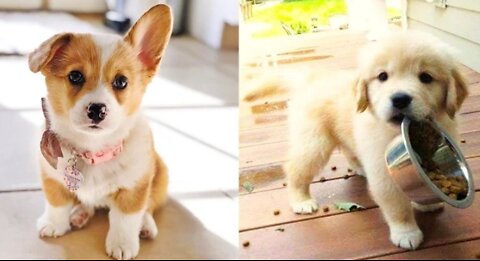 Baby Dogs - Cute and Funny Dog Videos Compilation Animals