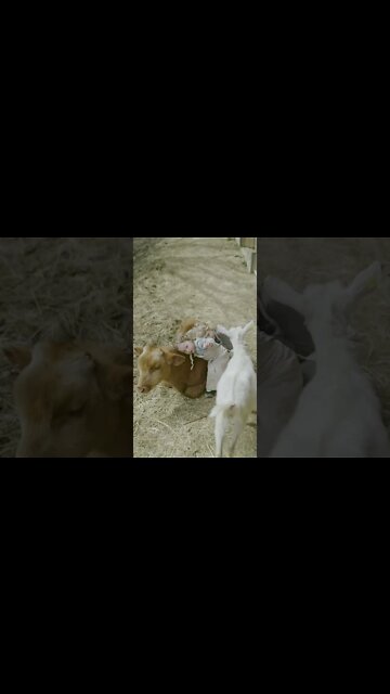 OS ANIMAIS MAIS FOFOS E ENGRAÇADOS DO MUNDO! #shorts