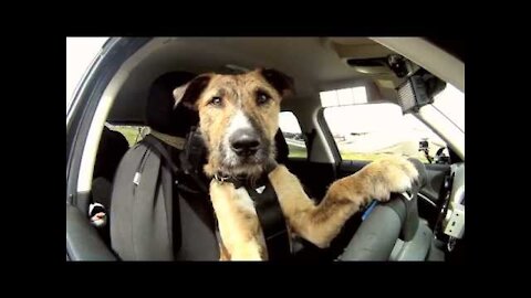 Funny Animals- - Best Of The 2020 Funny Animal Videos